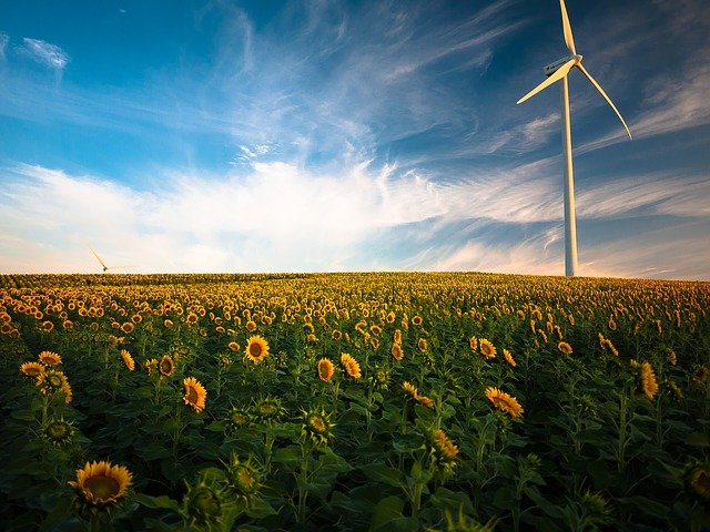 Windkraftanlage auf Sonnenblumenfeld