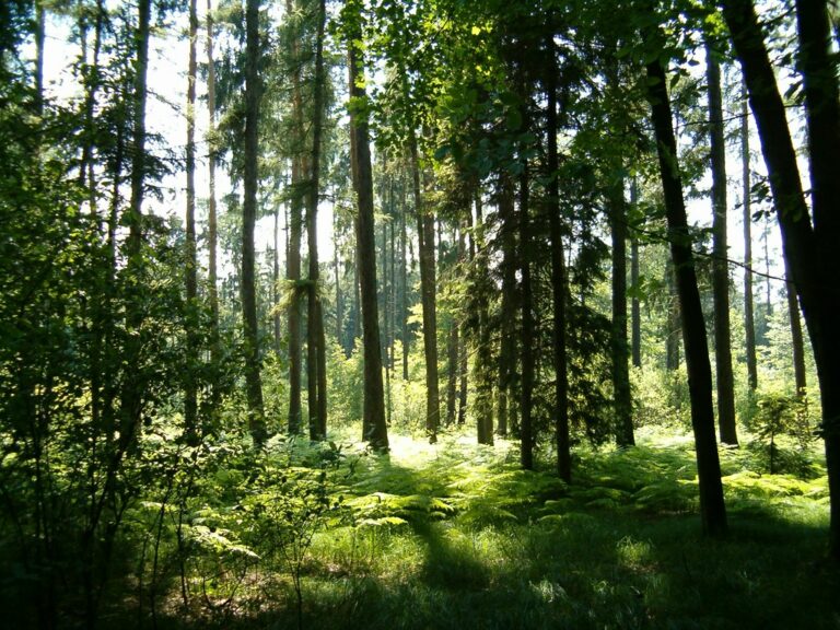 Förderung für den ökologischen Waldumbau- Förderprogramm „Klimaangepasstes Waldmanagement“
