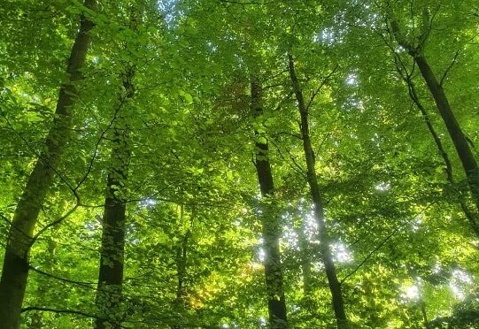Bayerische Wälder: Wie CSU und Freie Wähler neue Schutzgebiete verhindern wollen