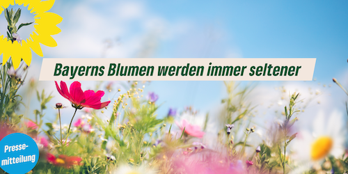 Bayerns Blumen werden immer seltener